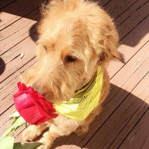 Meet your Posher, Sonja